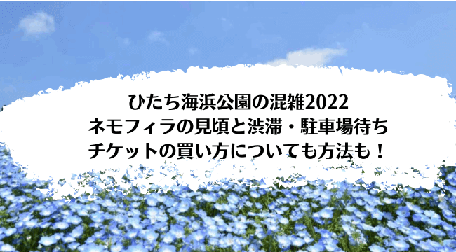 ひたち海浜公園の混雑2022ネモフィラの見頃と渋滞・駐車場待ち