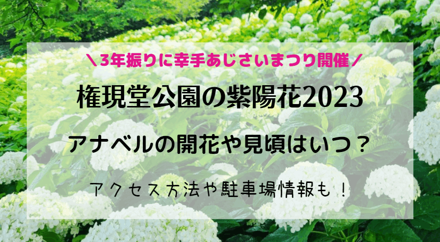 権現堂公園の紫陽花2023アナベルの開花や見頃はいつ？幸手あじさいまつり入場料についても！