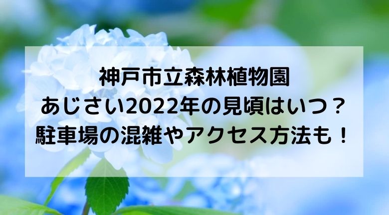 神戸市立森林植物園のあじさい2022年の見頃はいつ？駐車場の混雑やアクセス方法も！