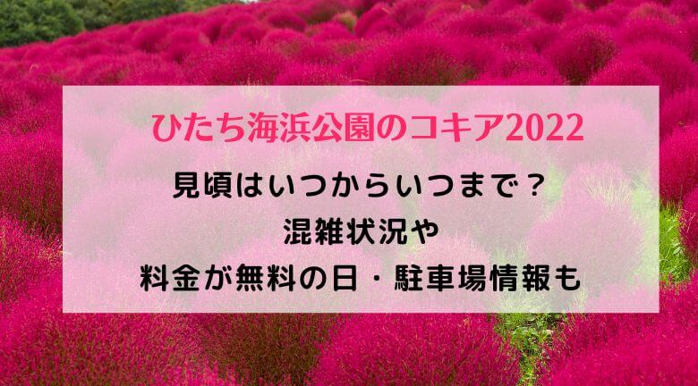 ひたち海浜公園のコキア2022の混雑！見頃はいつからいつまで？料金が無料の日や駐車場情報も