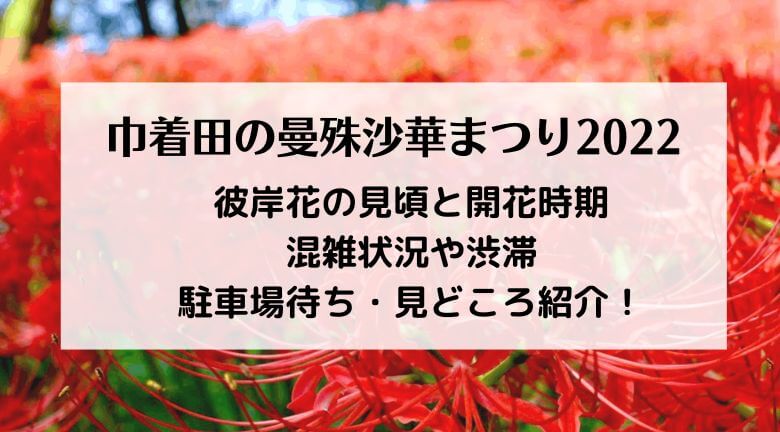 巾着田の曼殊沙華まつりの2022の混雑！彼岸花の見頃と渋滞・駐車場待ち口コミを紹介