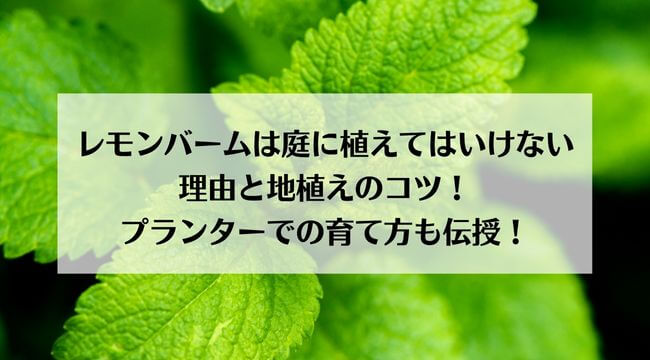 レモンバームを植えてはいけない理由と地植えのコツ！プランターでの育て方も伝授！