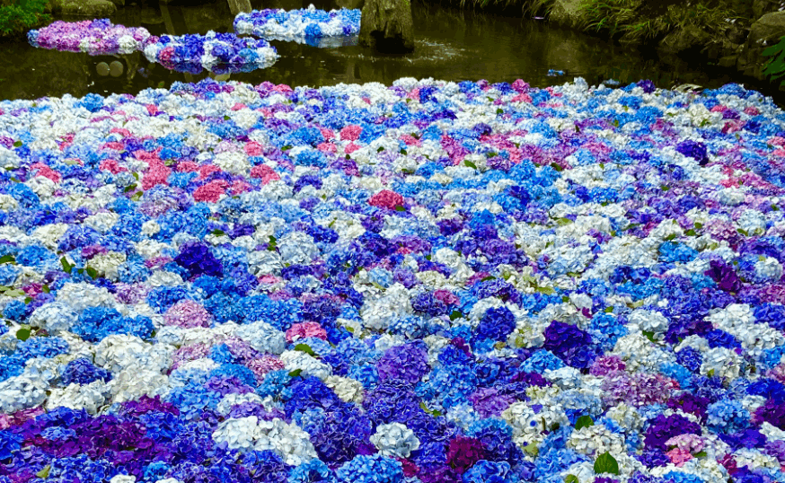 雨引観音の紫陽花まつりの混雑状況