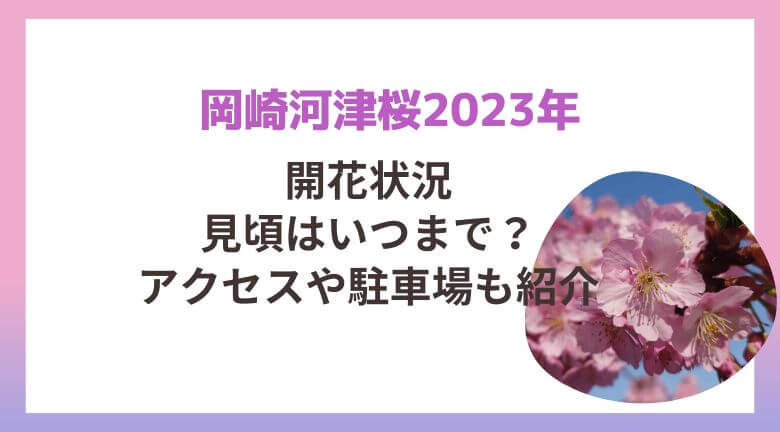 岡崎河津桜の開花状況や2023年見頃はいつまで？駐車場やアクセスも紹介